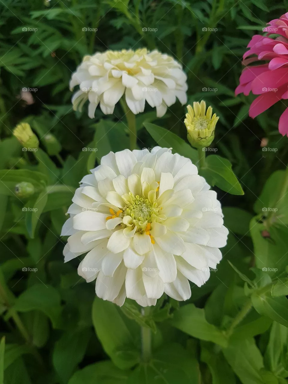 ENJOY-ZINNIA