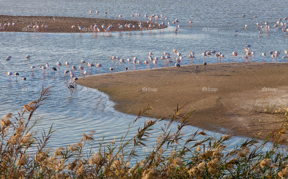 Great flamingos in the pond at Al Wathba Wetland reserve in Abu Dhabi, UAE