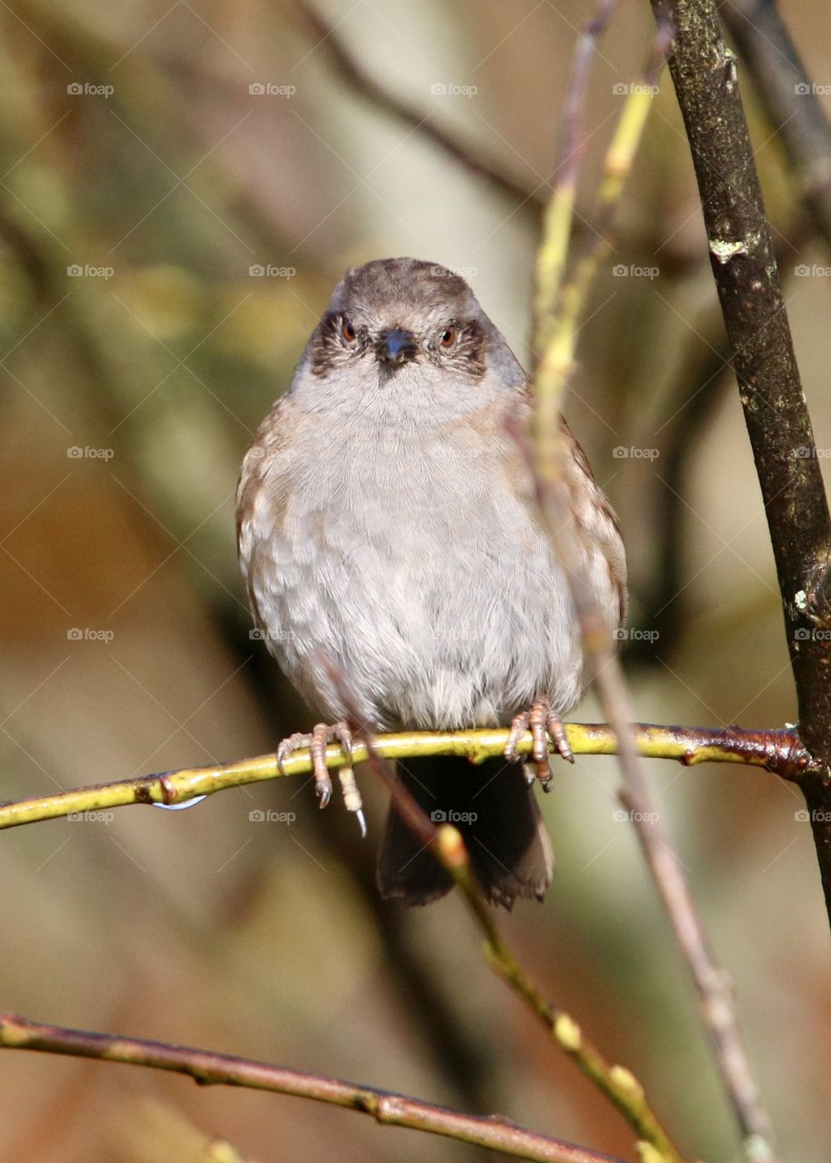 a small bird in the branch