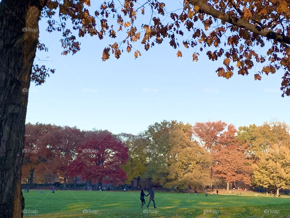 Central Park in Fall