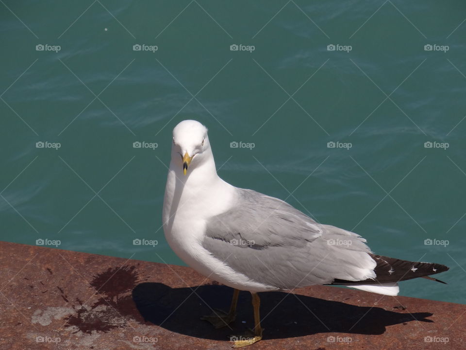 Indignant Gull. Seagull turning to look at a person on the pier who spit into the water. 