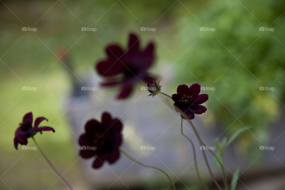 chocolate flower. chocolate flower