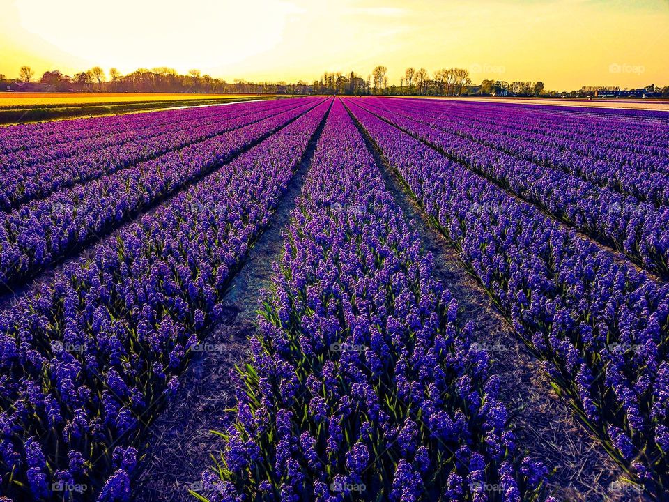 Purple hyacinth field at Sunset 