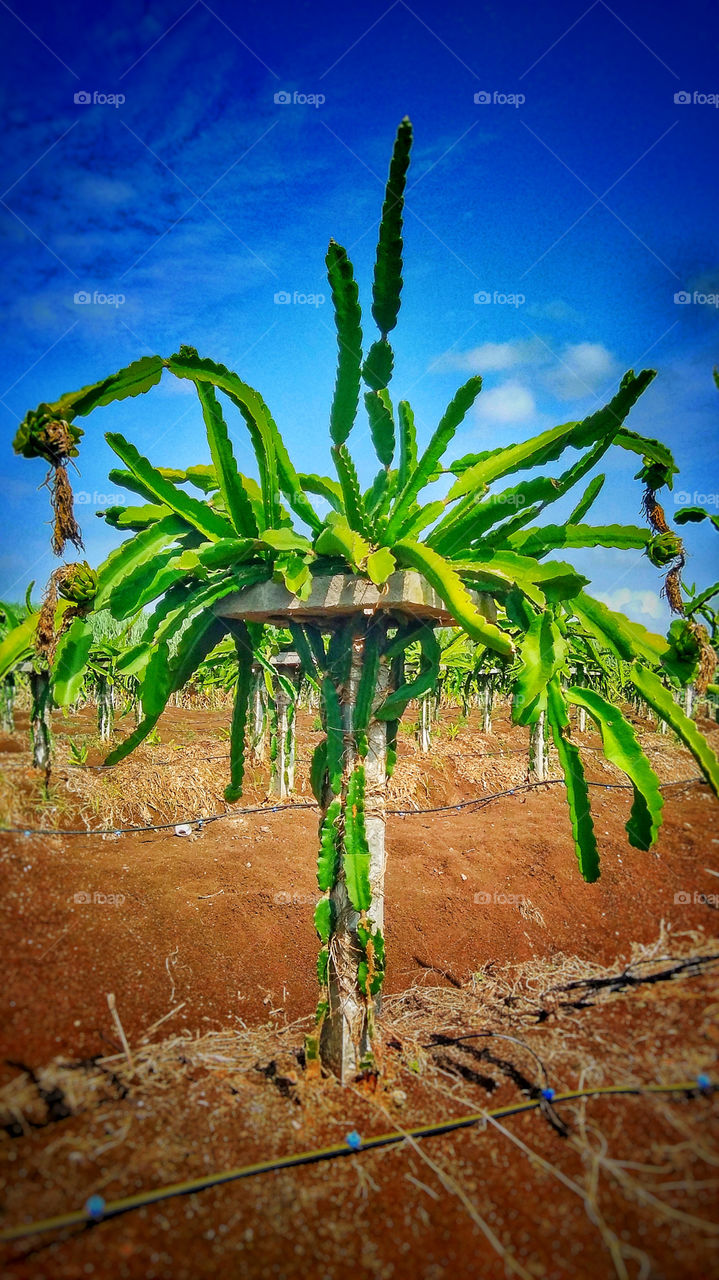 Dryland area Tree or crop consume a tiny amount of water and save water.