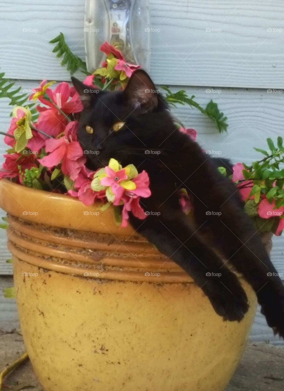 "Bob" resting in the flower pot