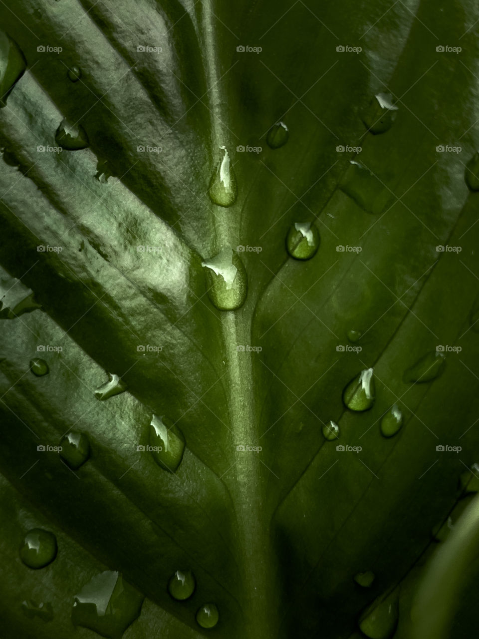 water drops on green foliage