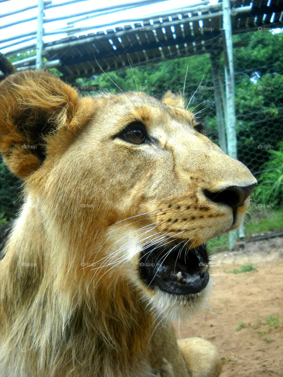 Animals of SA