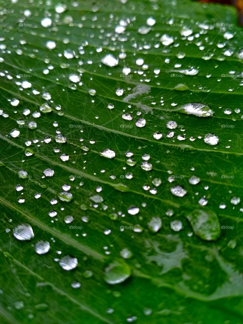 Water dots on leaf