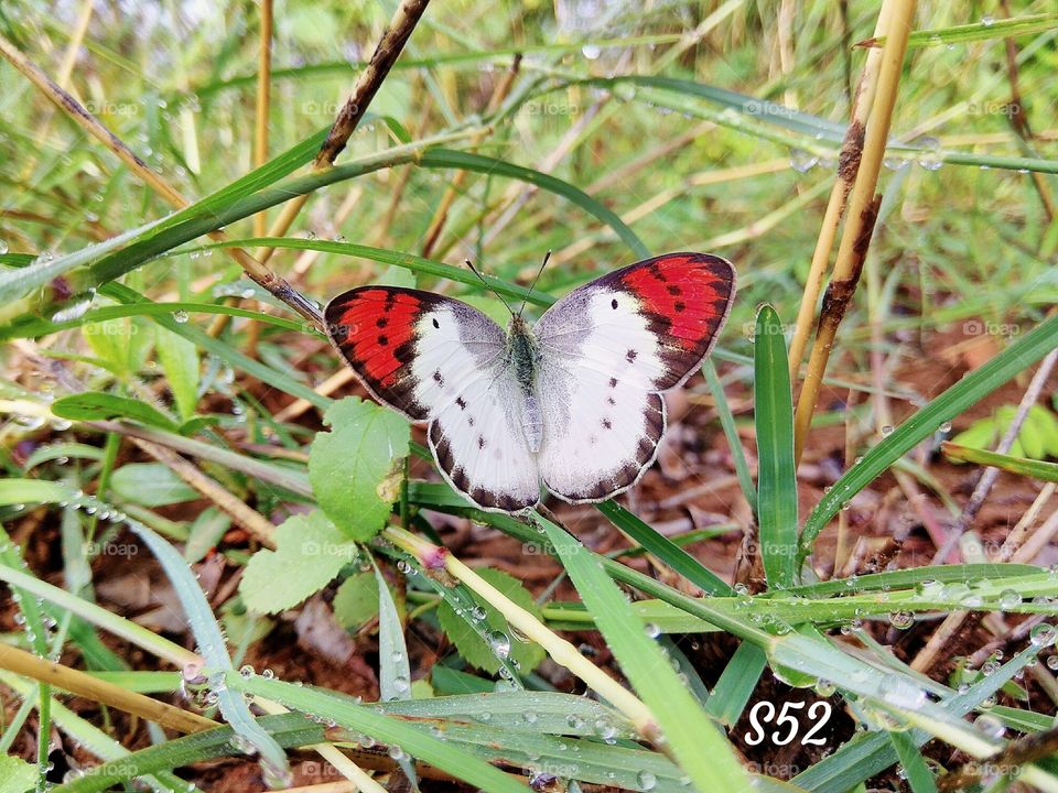 Crimson-Tip Butterfly____S52