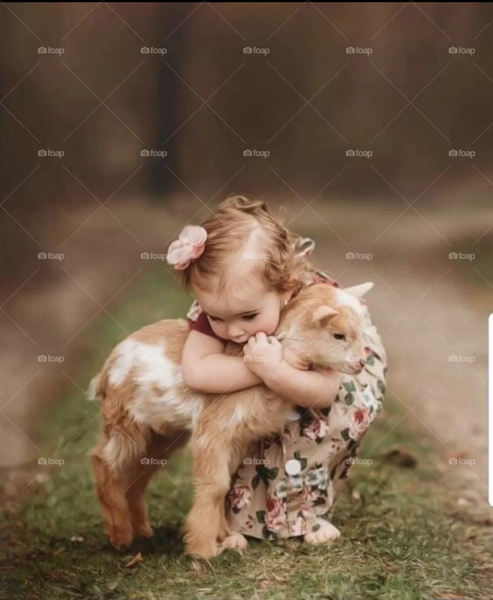 Baby goat