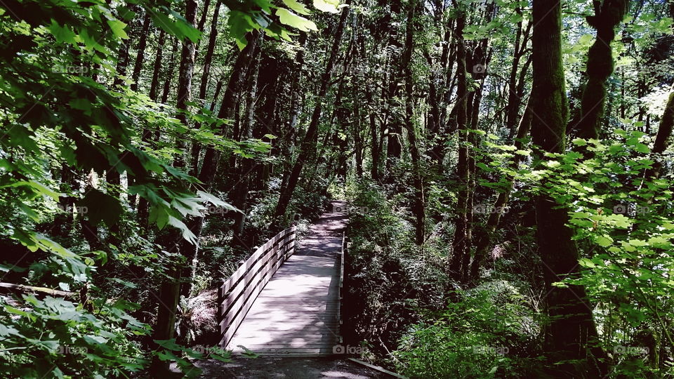 Across the Narrow Bridge
