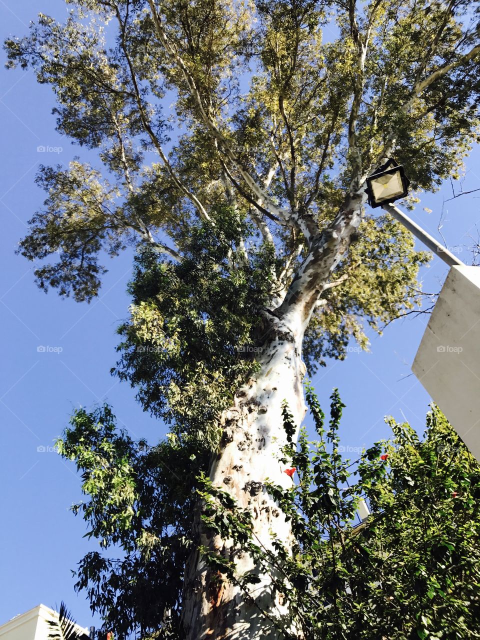 Tree-Sky-leaves 