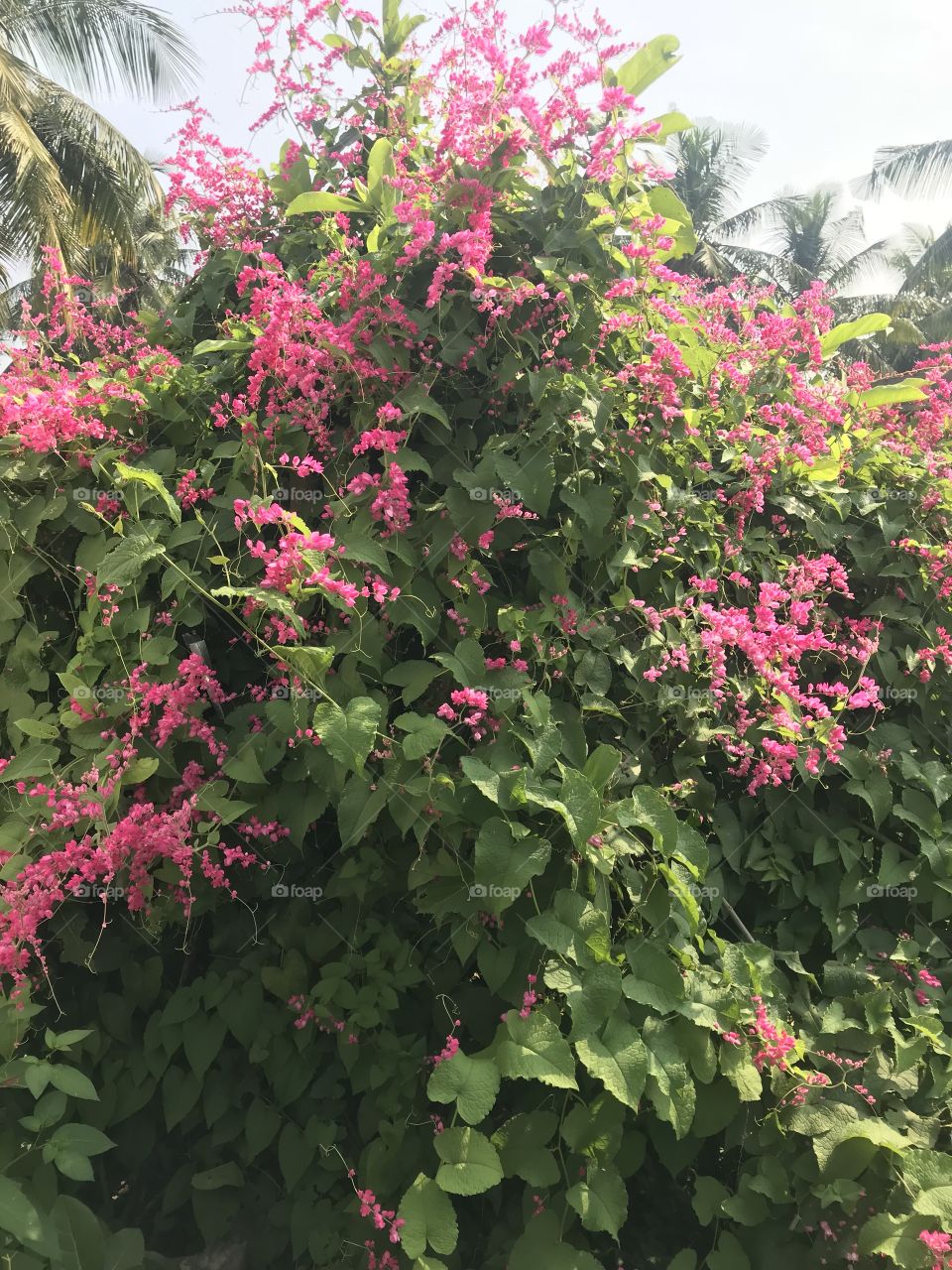 Natural pink bunch