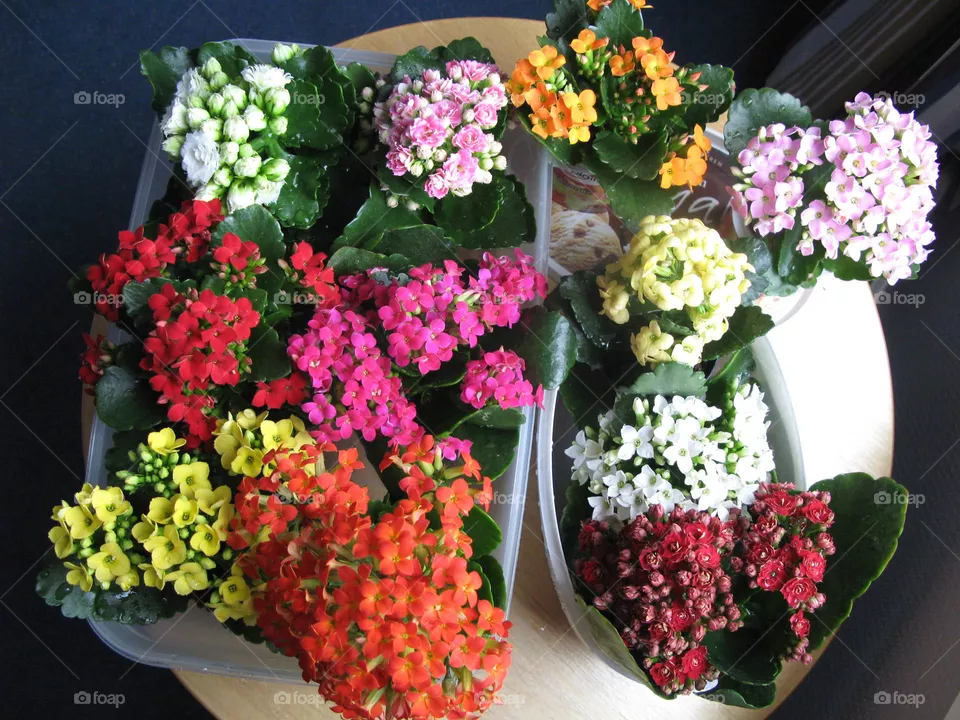 Kalanchoe Flowers