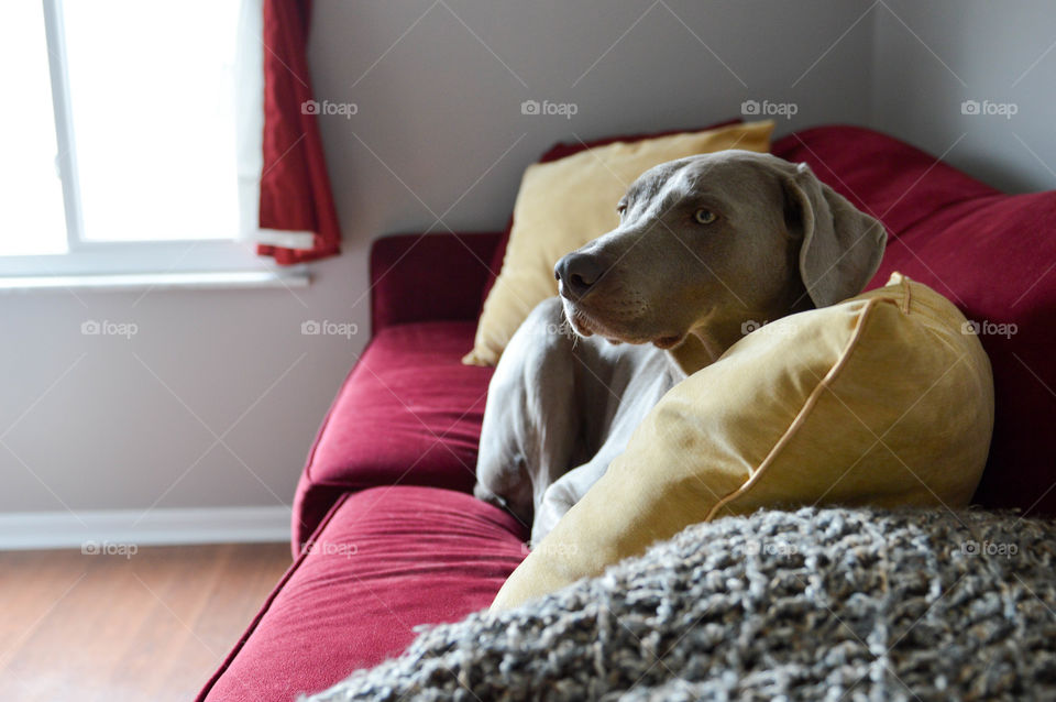 Weimaraner laying on a sofa couch with natural light coming through a window