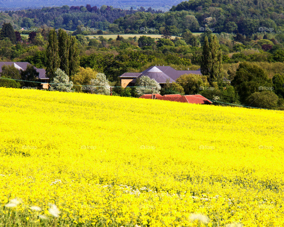 Fields of Gold. Rapeseed fields in Surrey