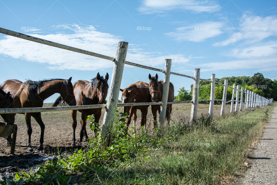 Horse on a farm.Sun and nature