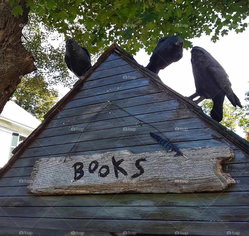 crows on a roof
