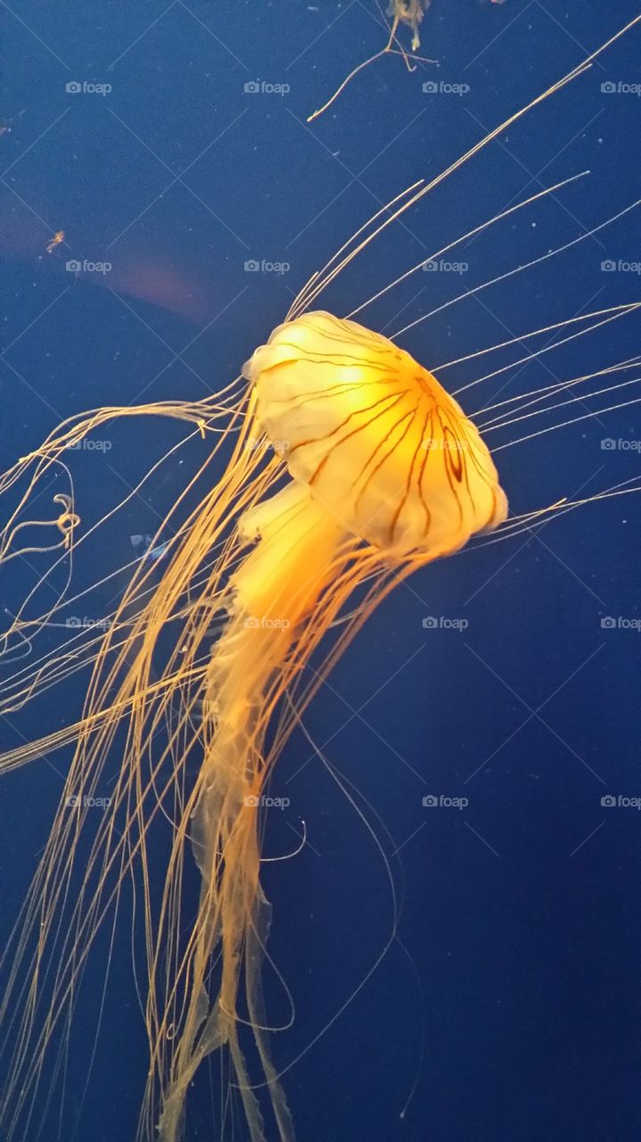 jellyfish. 