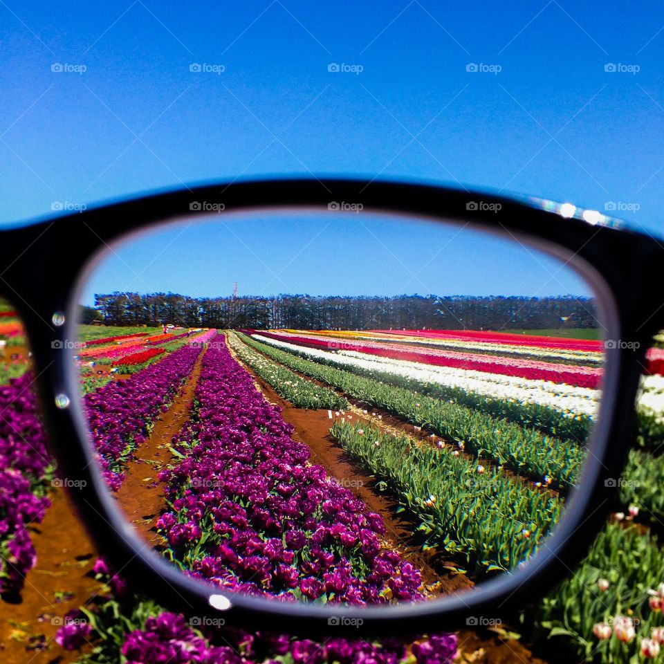 Viewing the tulips. Vision capture of tulips