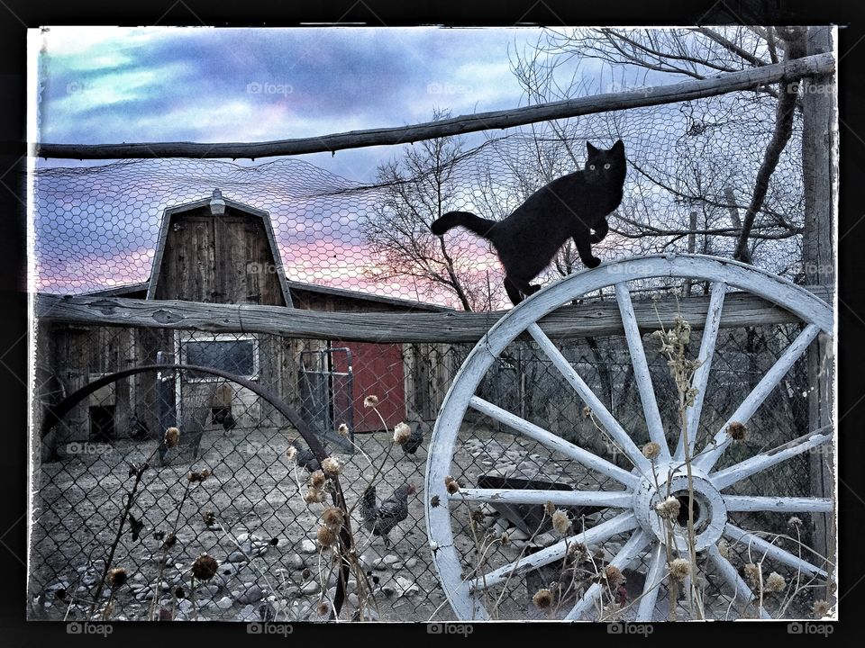 Black Cat White Wagon Wheel. Our cat, Jade posing perfectly on a wagon wheel one evening at sunset.