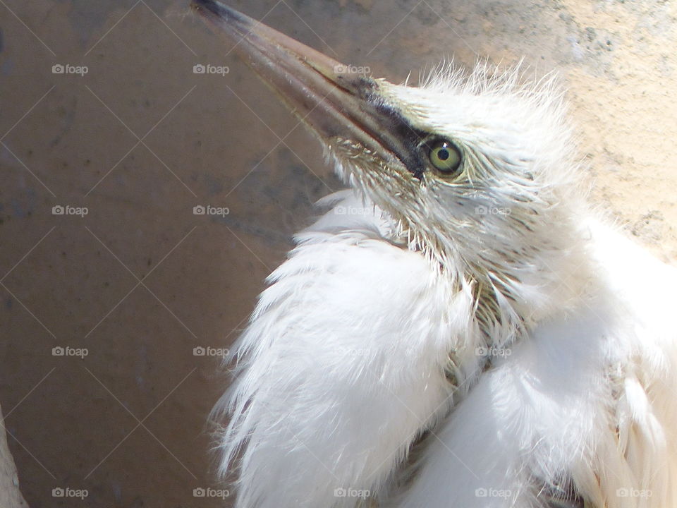 Egret chick