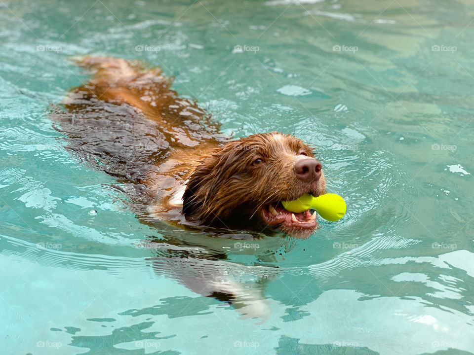 Border collie swimming with a toy in his mouth 