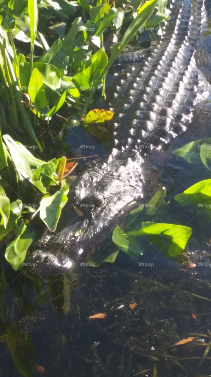 gator, alligator, lake. ran into this guy while jogging