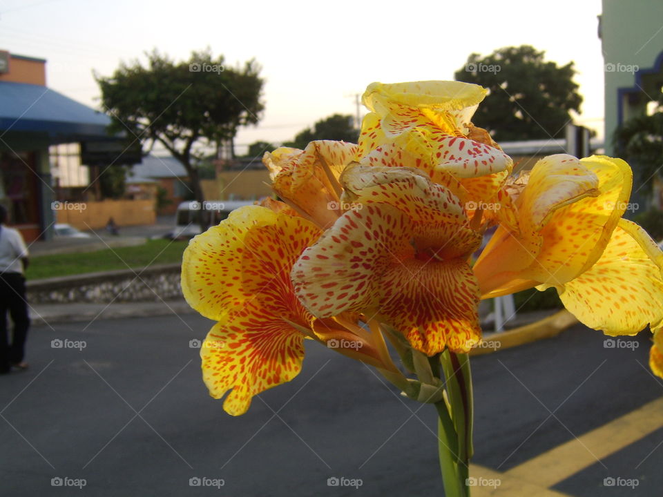 No Person, Nature, Flora, Flower, Color