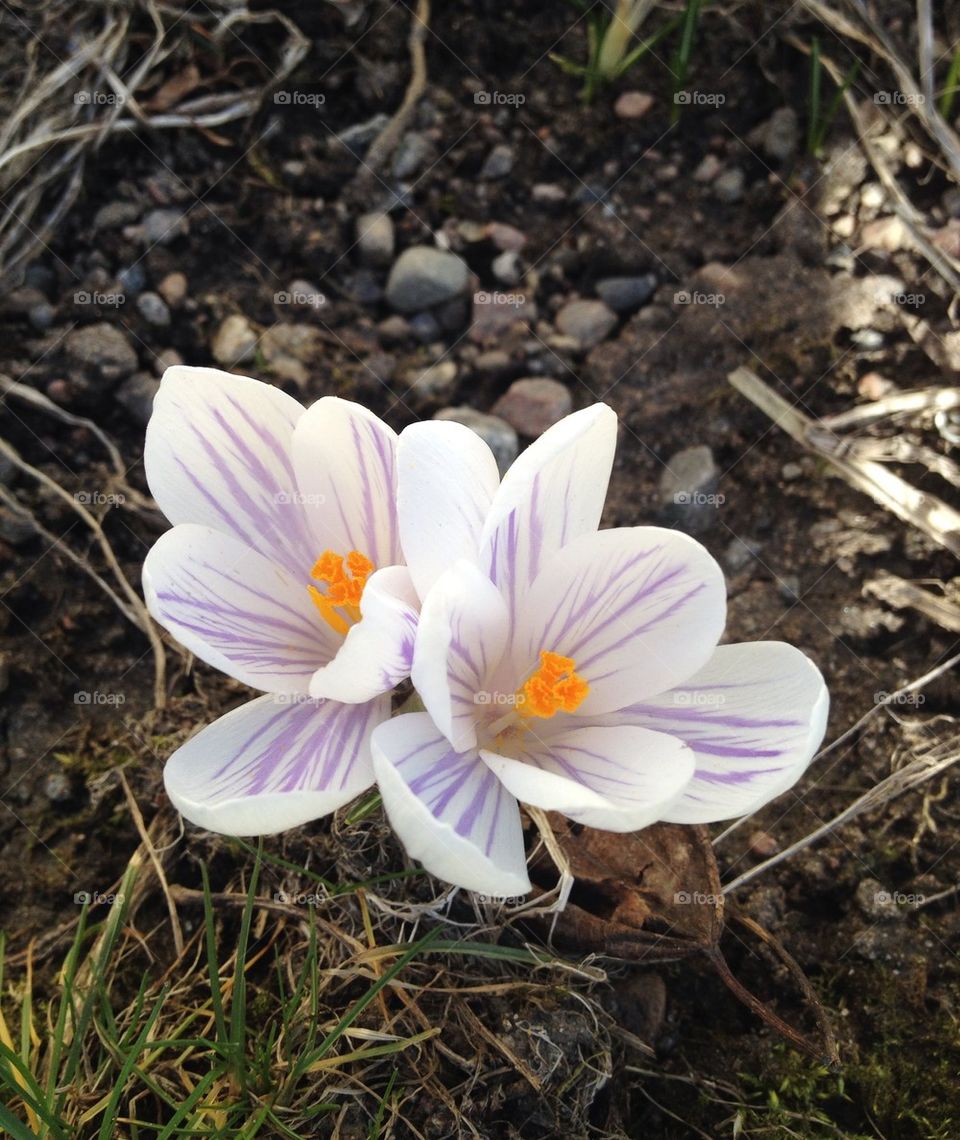 Spring flowers blooming