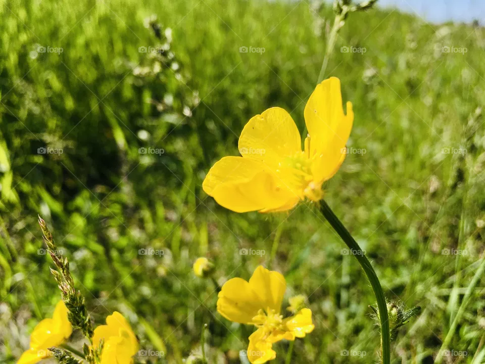 Nature 
