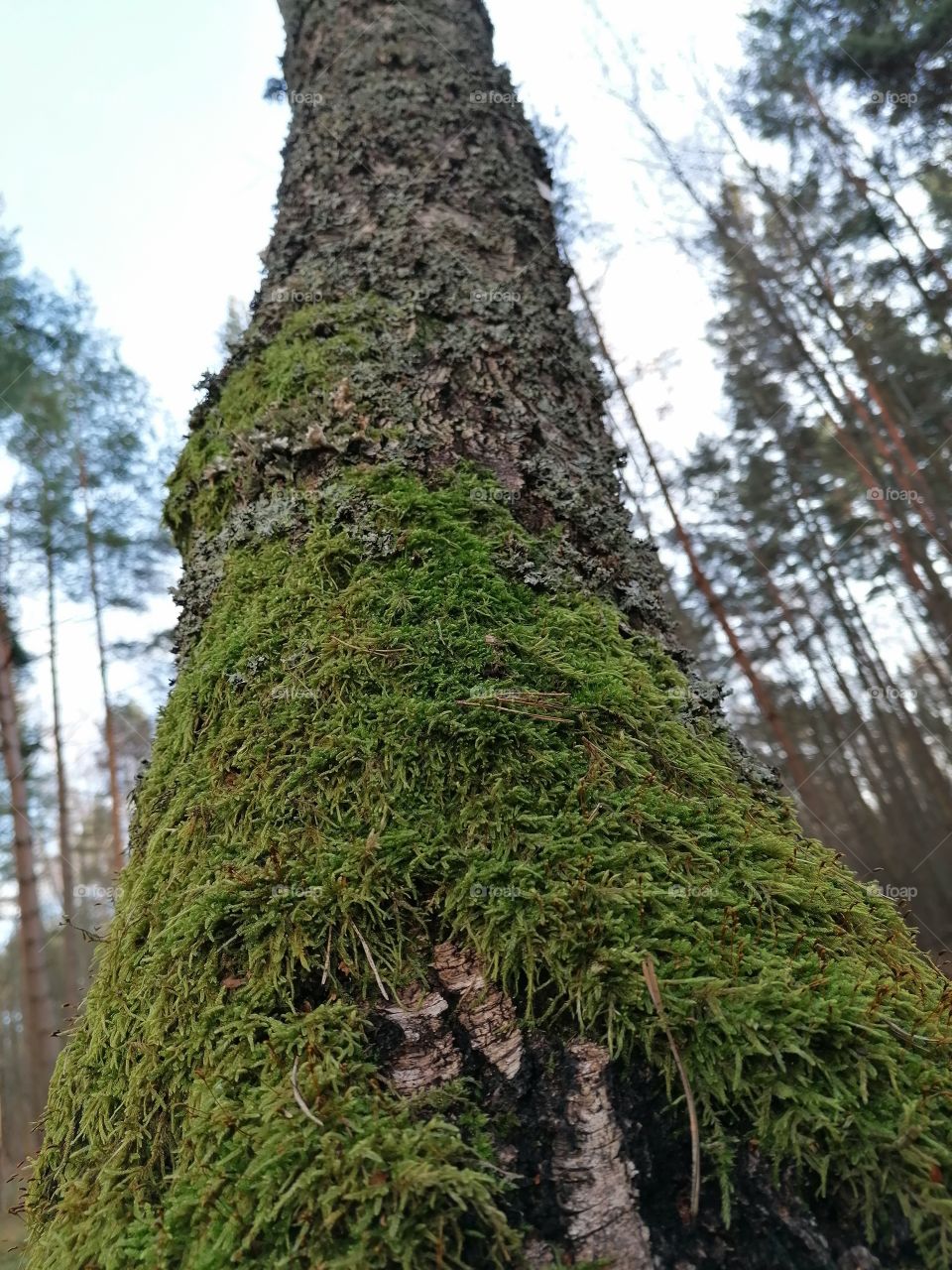 Tree stem covered with moss