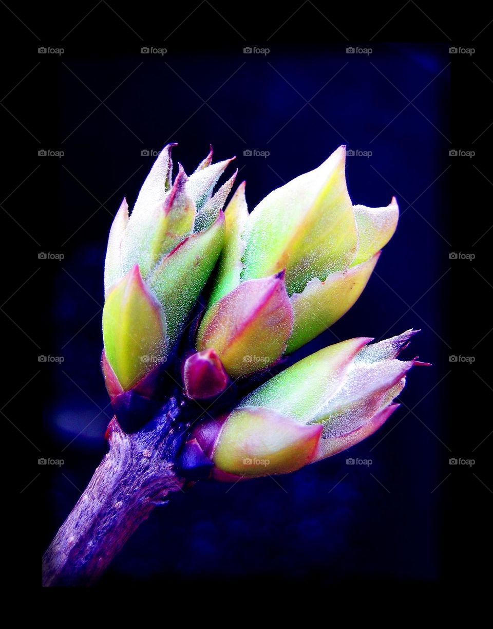 Amazing flower blossoming close up background summer feeling holidays Crete Island Greece seascape chill out naturalism adventure time hustling daydreaming wonderful view colorful eye-catching flowering