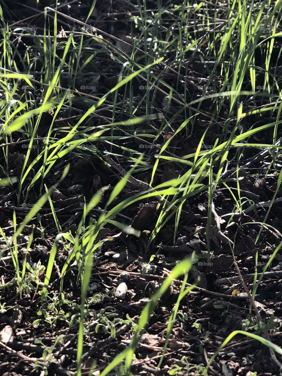 Grass blowing in wind and shinning in the sun
