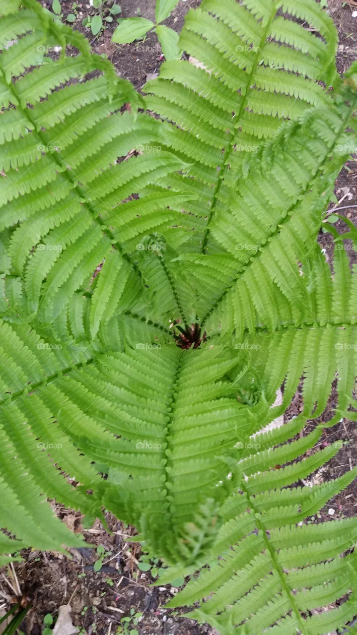 fern