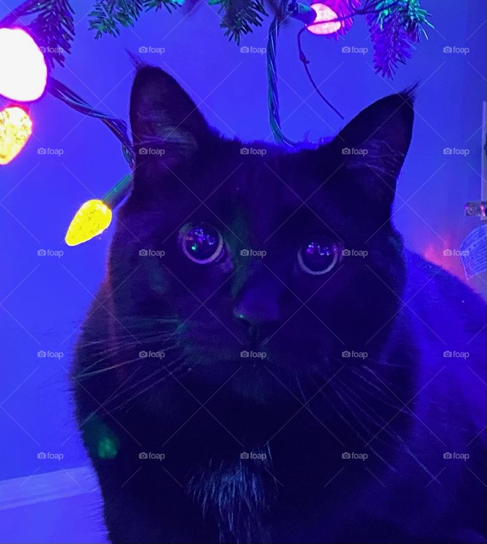 Closeup of an handsome black cat under the Christmas tree 