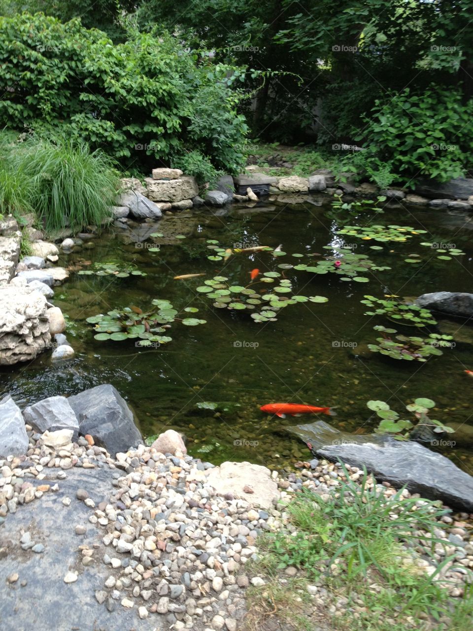 Fish pond 