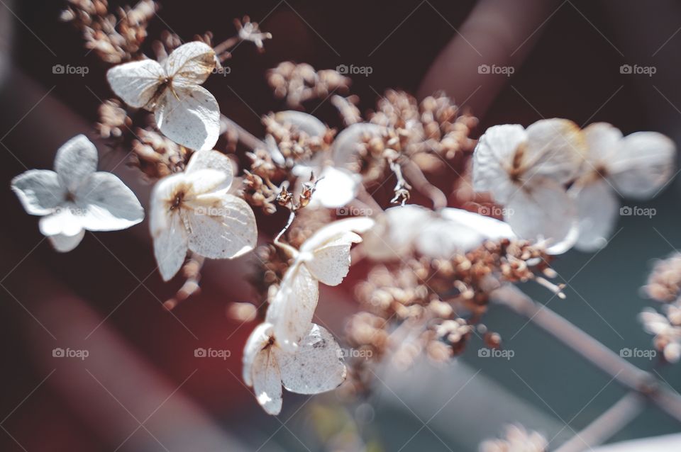 A Dried flower tree , closeup of white flowers, dry floral background