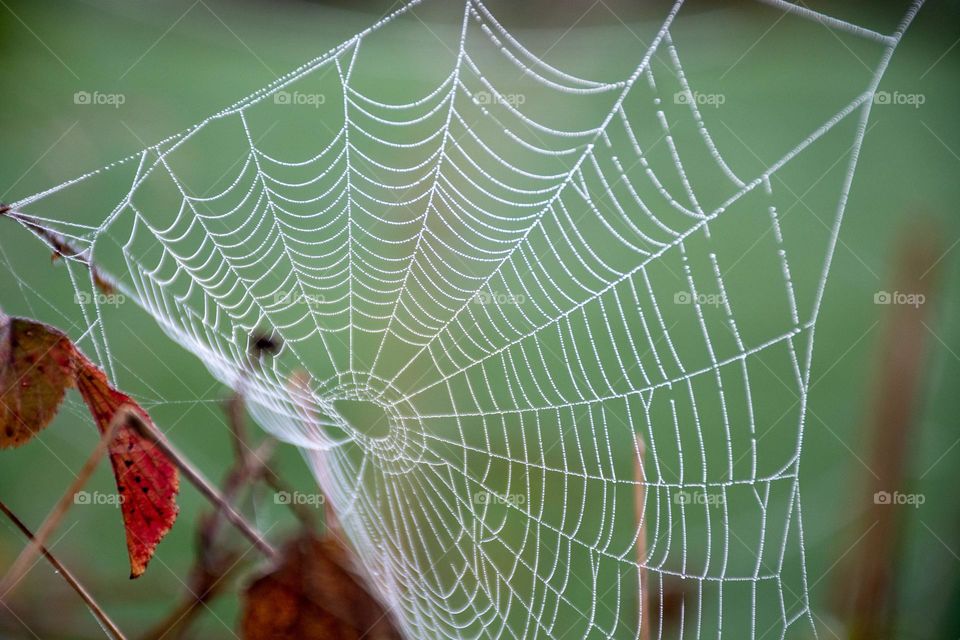 Morning Dew on Spider Web in Autumn