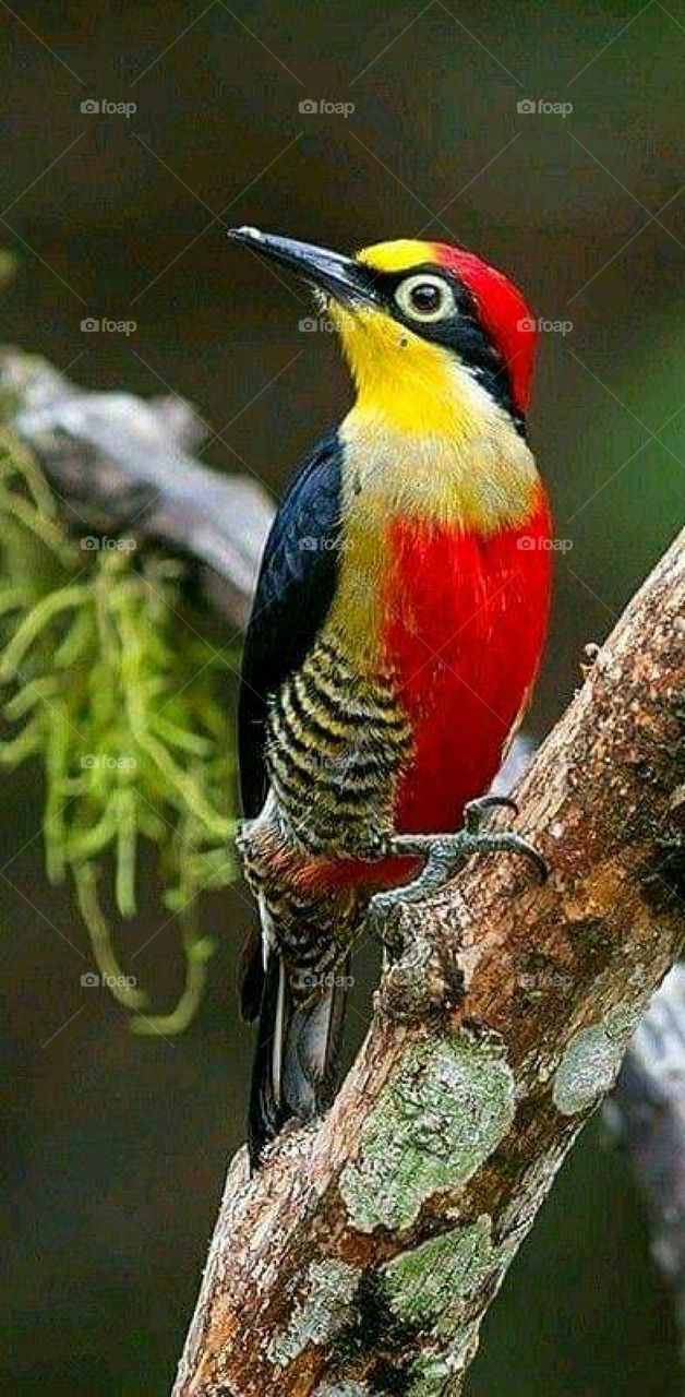 pássaro colorido