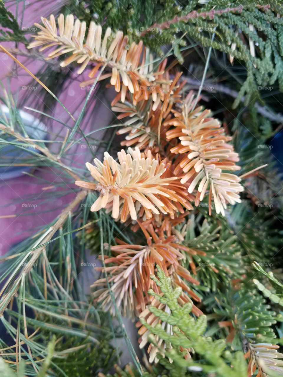 Pine needles turning