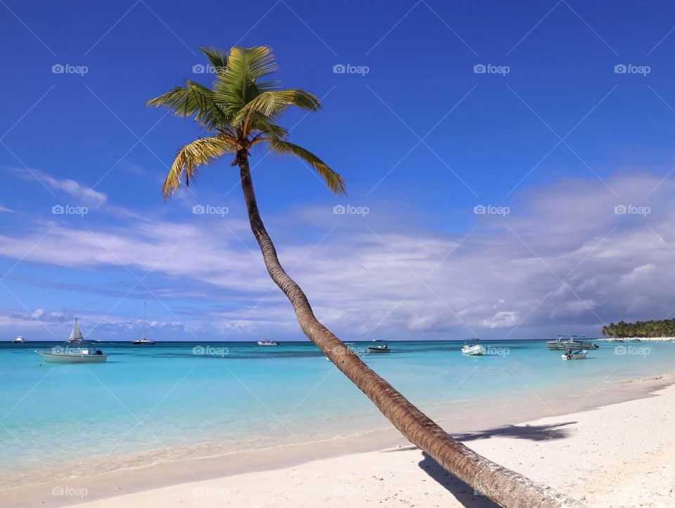 tropical palm tree beach 