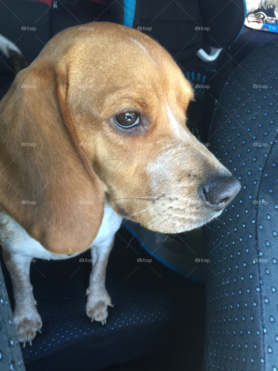 Ginger pup in the car going to the vet