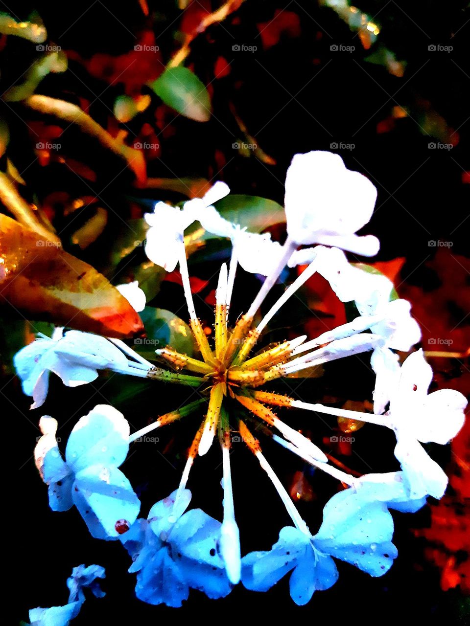 An artistic close-up of delicate blue and white flowers with a dark, vibrant background, showcasing the beauty of nature and abstract aesthetics. March 22, 2024.