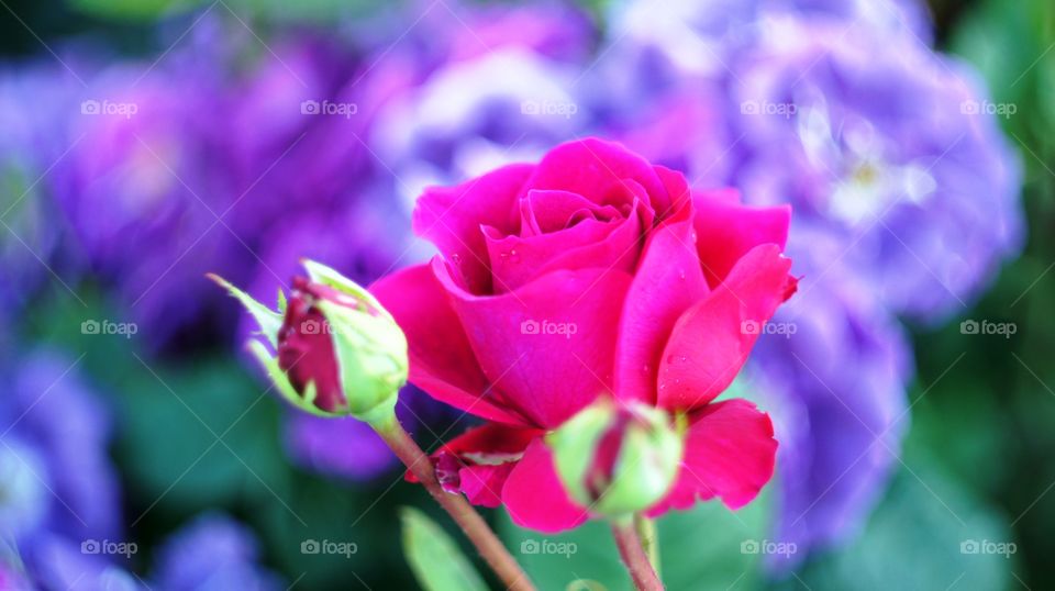 Roses of the city flower bed. This flowers are filled with divine fragrance and magical shades of red,white, yellow, purple and variegated colors all the surrounding space of the place.