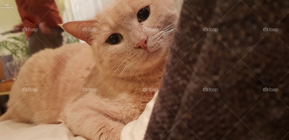 A cat behind the couch