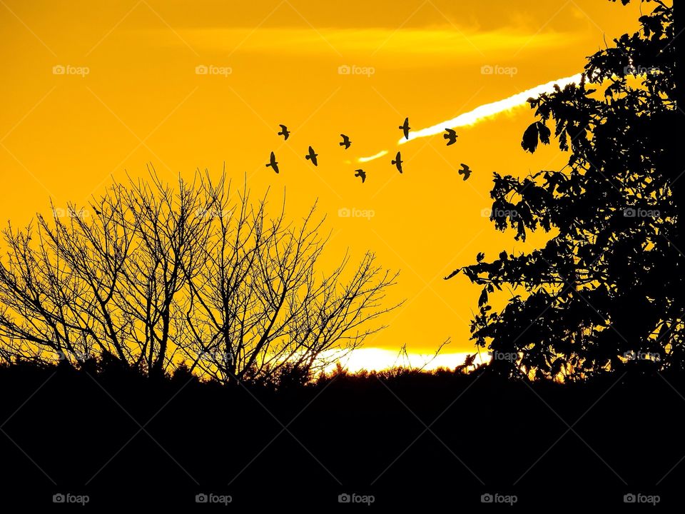 Silhouette of trees and birds at sunset