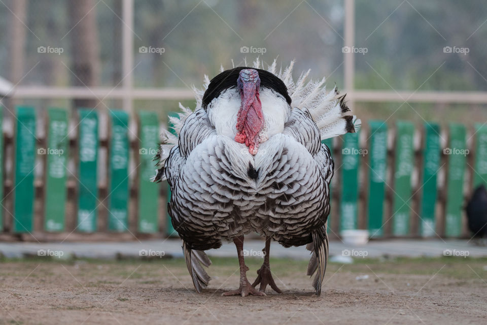 Turkey chicken 