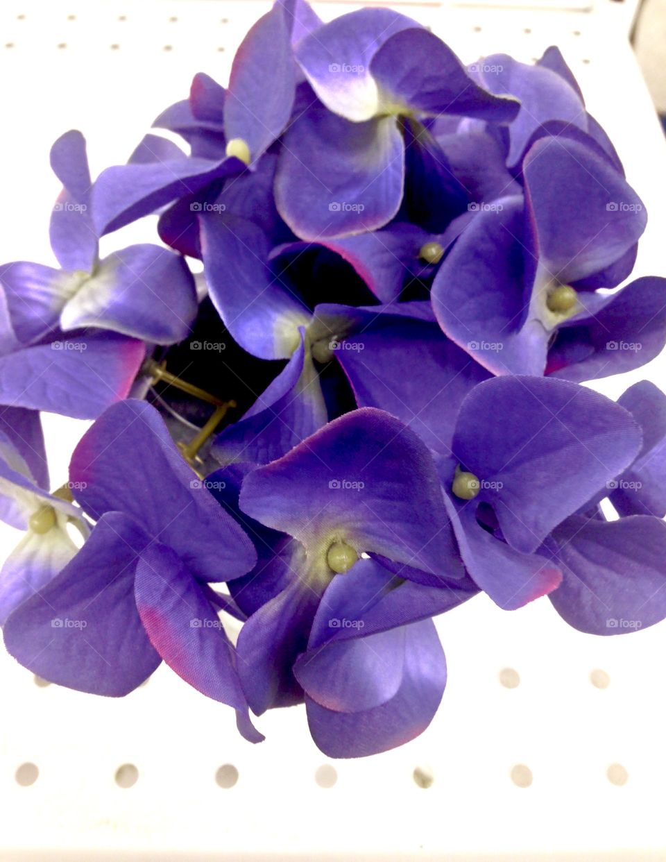 Beautiful Purple Petals

Published by:
HappyBrownMonkey 