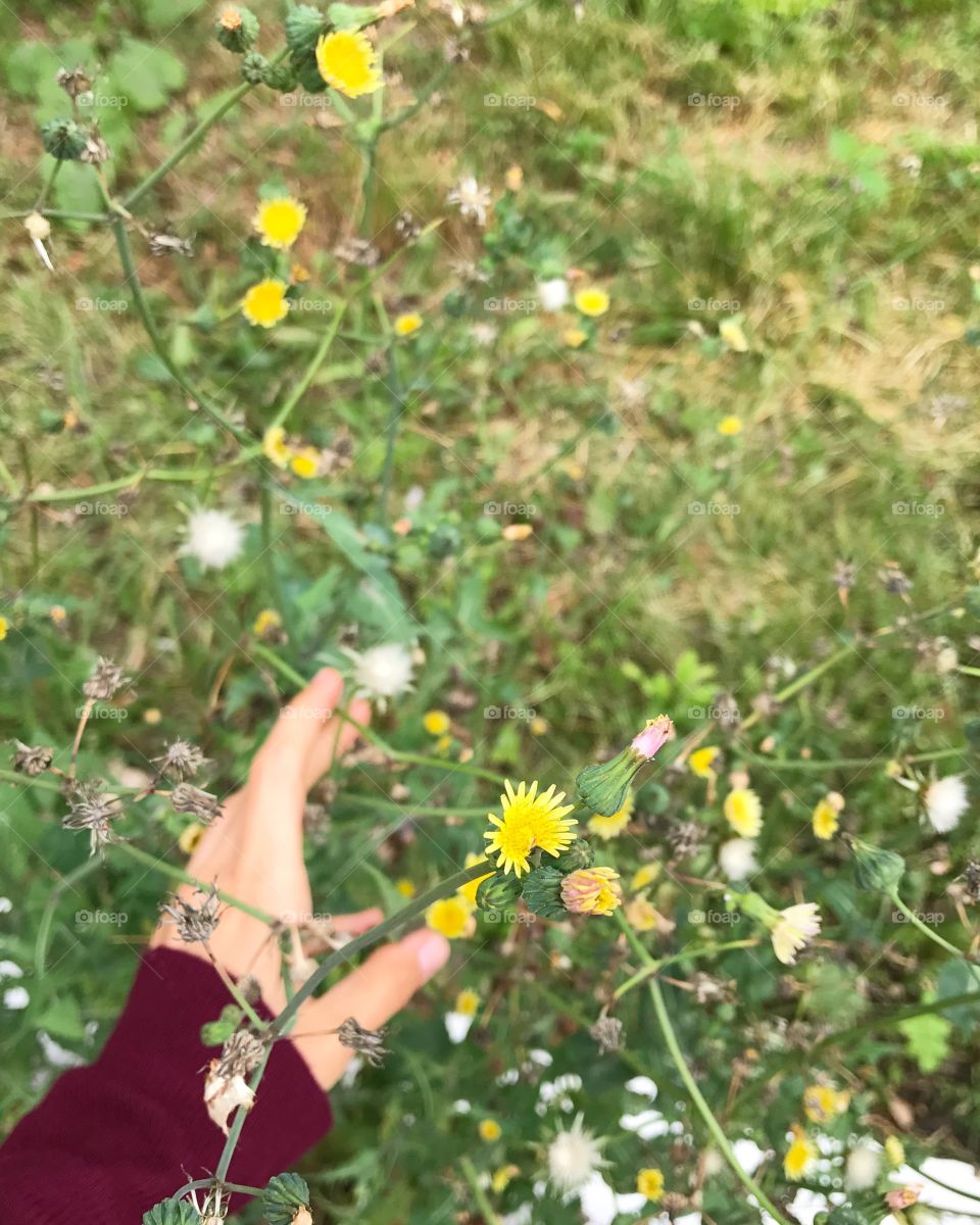 Summer, Nature, Flower, Grass, Hayfield